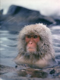 Japanese Macaque  Snow Monkey Sitting in Waters of Hot Spring in Shiga Mountains During a Snowfall