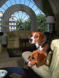 Pet Beagles of President Lyndon B Johnson  Sitting Together in White House Sitting Room