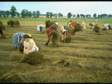 Czechoslovakian Peasants Working in the Field