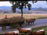 Czechoslovakian Peasants Working in the Field