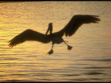 Pelicans in the Sunset at Key Biscayne  Florida
