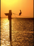 Pelicans in the Sunset at Key Biscayne  Florida