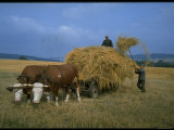 Czechoslovakian Peasants Working in the Field