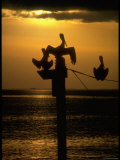 Pelicans in the Sunset at Key Biscayne  Florida