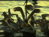Pelicans in the Sunset at Key Biscayne  Florida