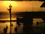 Pelicans in the Sunset at Key Biscayne  Florida