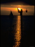 Pelicans and a Sailboat in the Sunset at Key Biscayne  Florida