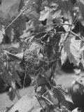 Wasp Nest Hanging in a Tree