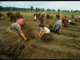 Czechoslovakian Peasants Working in the Field