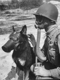 Soldier and German Shepard Wearing Gas Masks for Chemical Warfare Maneuvers