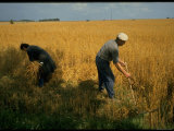 Czechoslovakian Peasants Working in the Field