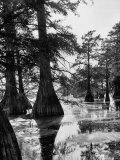 Reelfoot Lake  Tennessee  Showing Stagnant Lake Waters