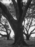 Dueling Oaks