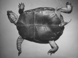 Giant Turtle  Turned Over on Back