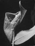 Close-Up of Curled Leaf Used as Home by the Leaf Roller Caterpillar