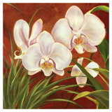 Red Orchid
