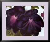 Black And Purple Petunias