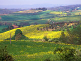 Green Rolling Hills and Spotted Yellow Mustard Flowers  Tuscany  Italy