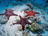 Sea Stars  Hood Island  Galapagos Islands  Ecuador