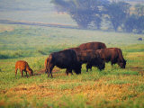 Bison at Neil Smith National Wildlife Refuge  Iowa  USA
