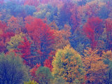 Hardwood Forest in Autumn  Michigan  USA