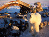 Polar Bear Scavenging on a Bowhead Whale  Arctic National Wildlife Refuge  Alaska  USA