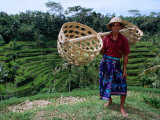 Rice Farmer with Baskets  Ubud  Indonesia