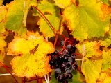 Wine Field  Chianti Region  Tuscany  Italy