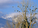 Bald Eagles in the Bitterroot Valley near Hamilton  Montana  USA