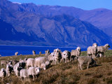Lake Hawea Merino Sheep  Southern Alps  New Zealand