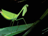 Preying Mantis  Amazon  Ecuador