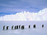 Emperor Penguins  Cape Darnley  Australian Antarctic Territory  Antarctica