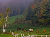 Horses in Field  Near Grandville  Vermont  USA