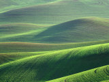 Wheat Springs in the Hills of the Palouse Country  Idaho  USA