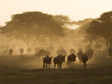 Wildebeest Migration  Tanzania