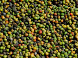 Coffee Beans  Coffee Plantation and Museum  Museo del Cafe  Antigua  Guatemala