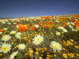 Poppies and Desert Dandelion in Spring Bloom  Lancaster  Antelope Valley  California  USA