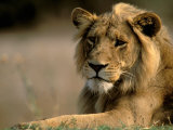 Lioness  Rare Maned Female  Okavango Delta  Botswana