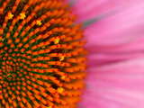 Close-up of a Cone Flower in the summertime  Sammamish  Washington