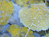 Aspen Leaves  Gunnison National Forest  Colorado  USA