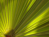 Traveler's Palm Leaf Detail  Edgewater  Florida