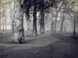 View of a Park with Trees  in Milan  with the Avenue Lighted by Street Lamps