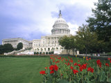 Capitol Building and Colorful Flowers  Washington DC  USA