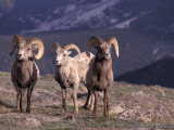 Bighorn Sheep  Rocky Mountain National Park  Colorado  USA