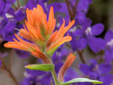Scarlet Paintbrush and Larkspur  Olympic National Park  Washington  USA