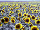 Sunflower Field  Jamestown  North Dakota  USA
