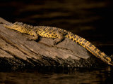 Nile Crocodile  Chobe National Park  Botswana
