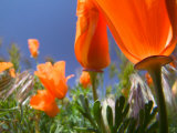 Poppies in Spring Bloom  Lancaster  California  USA