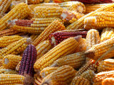 View of Ears of Organic Corn in Bussunaritz  Southwestern France  Saturday  October 28  2006