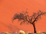 Acacia Tree in Front of Dune  Sossusvlei  Namibia